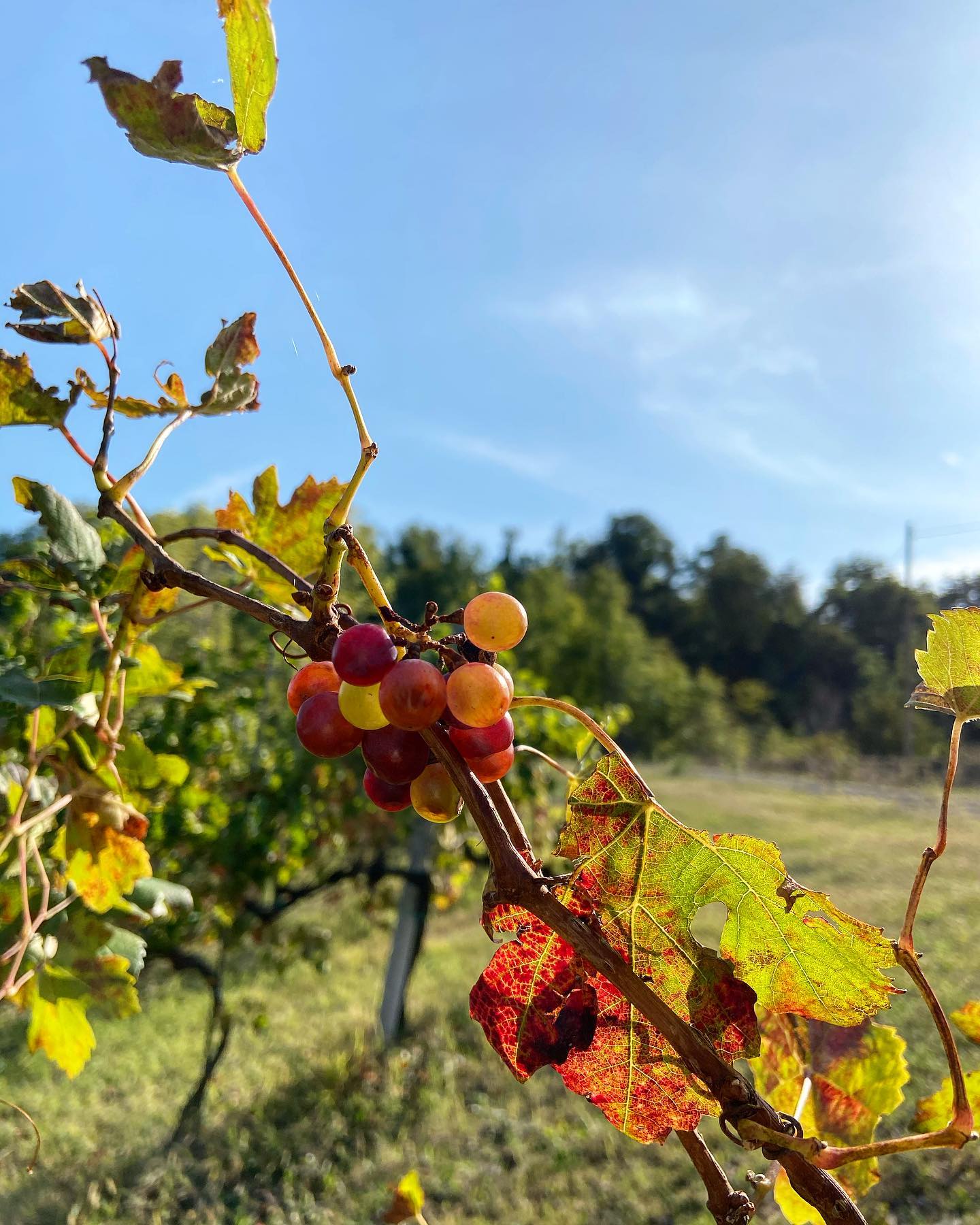VIGNA