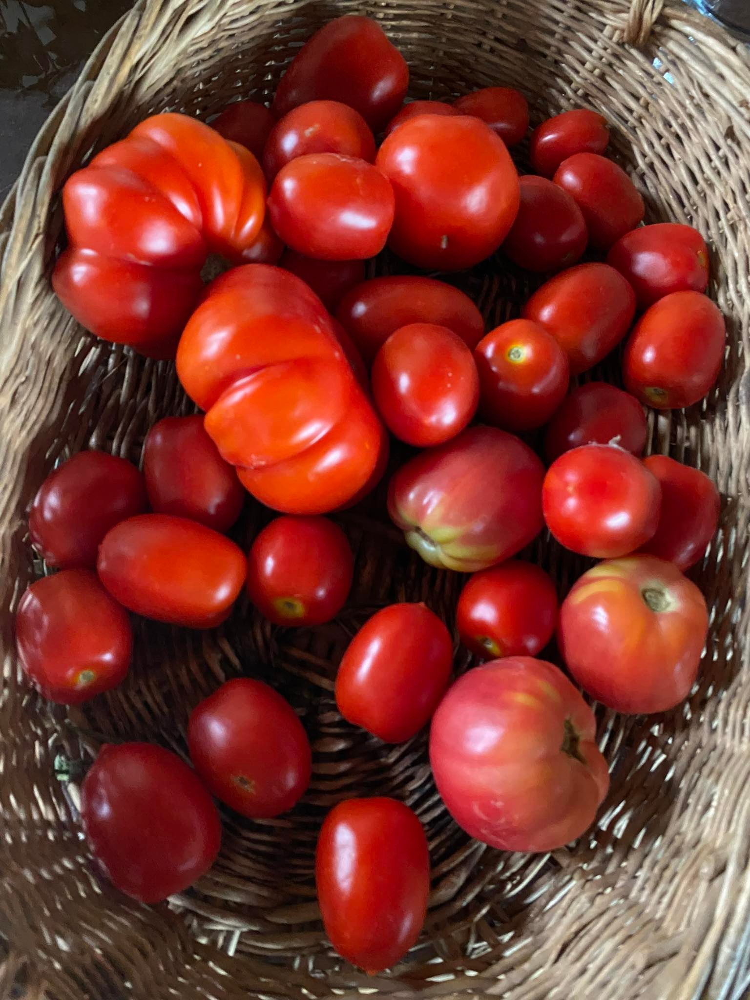 23 pomodori
